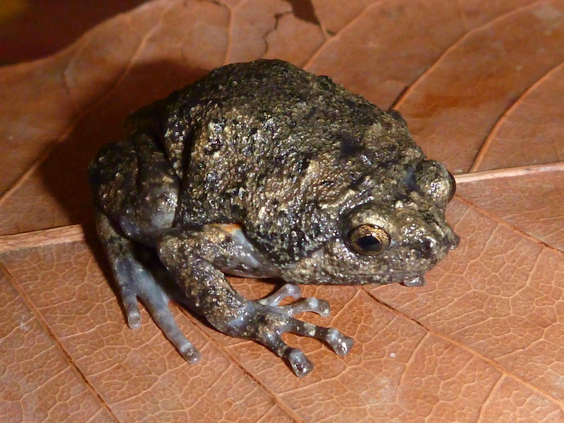 Image of Brown Bullfrog