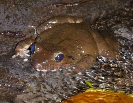 Image of Limnonectes kadarsani Iskandar, Boeadi & Sancoyo 1996