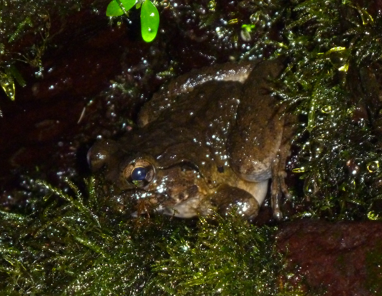 Image of Limnonectes kadarsani Iskandar, Boeadi & Sancoyo 1996