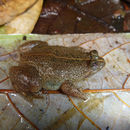 Image of Sulawesian Puddle Frog