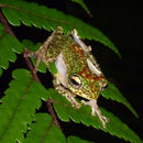 Image of Celebes Flying Frog