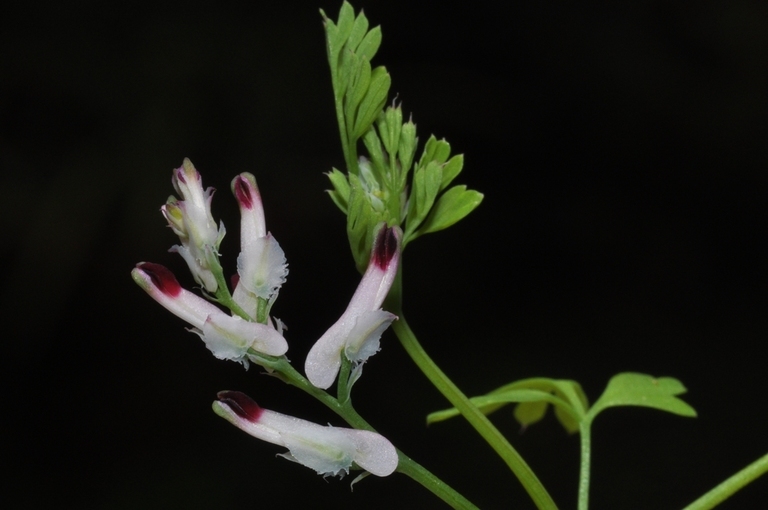 Image of white ramping fumitory