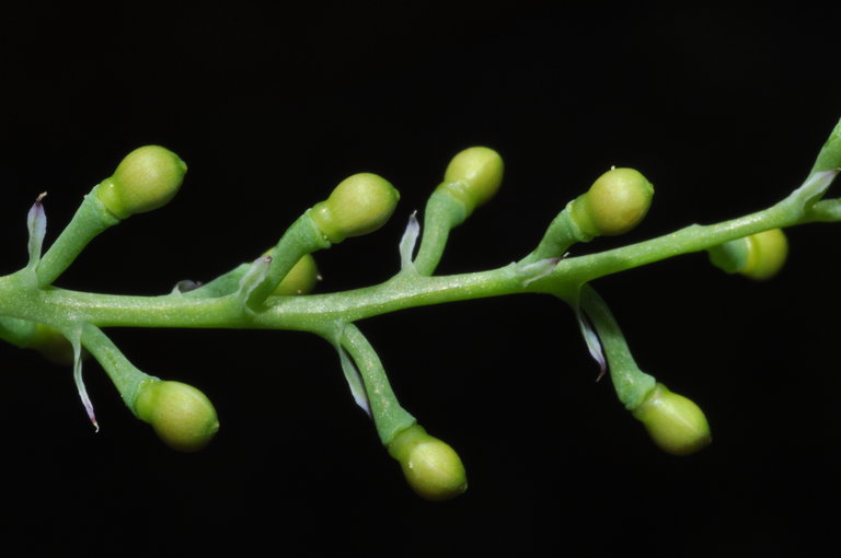 Image of white ramping fumitory