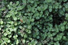 Image of Cape Province pygmyweed