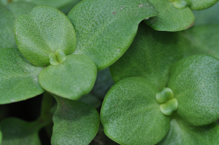 Image of Cape Province pygmyweed