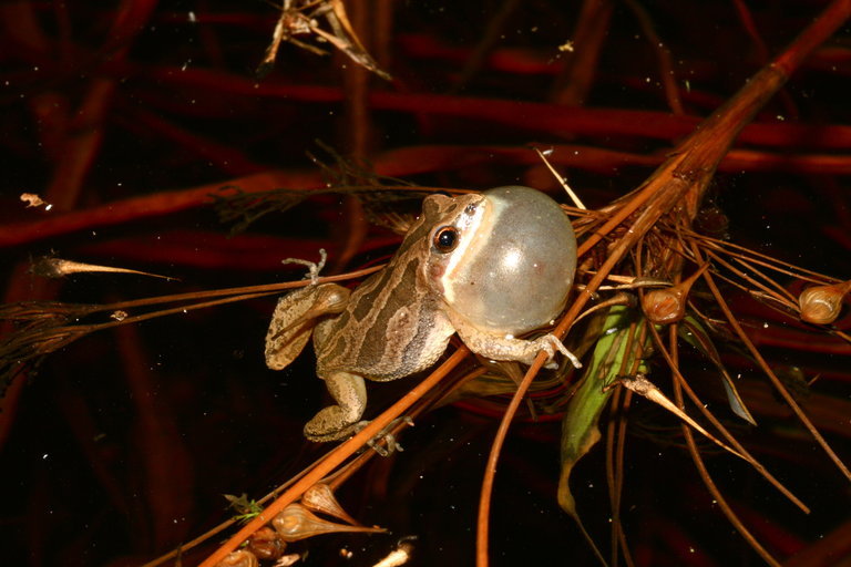 Image de Pseudacris kalmi Harper 1955