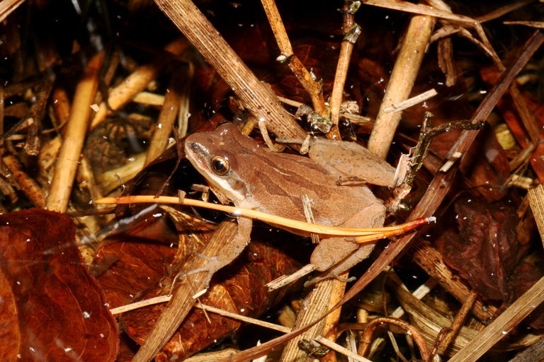 Image de Pseudacris kalmi Harper 1955