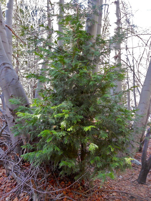 Image of Bastard Cedar