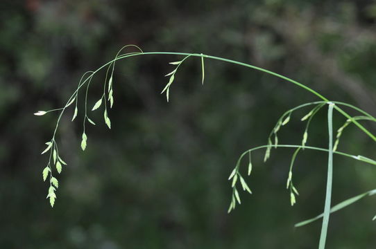 Image of Sierra bluegrass