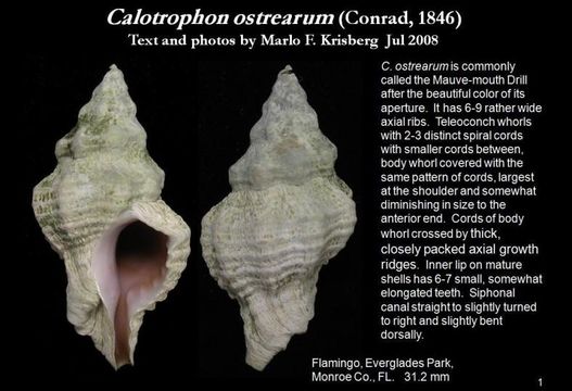 Image of Calotrophon ostrearum (Conrad 1846)