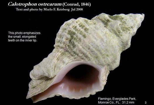 Image of Calotrophon ostrearum (Conrad 1846)