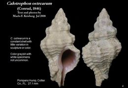 Calotrophon ostrearum (Conrad 1846)的圖片