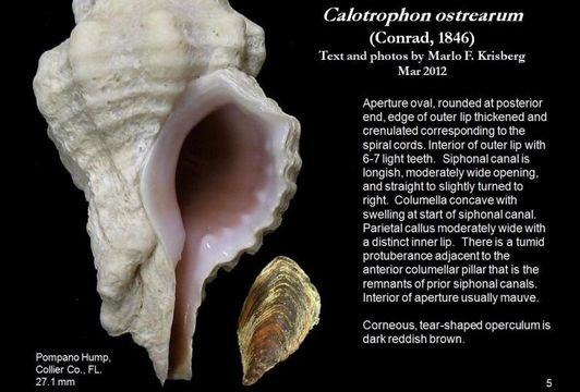 Image of Calotrophon ostrearum (Conrad 1846)