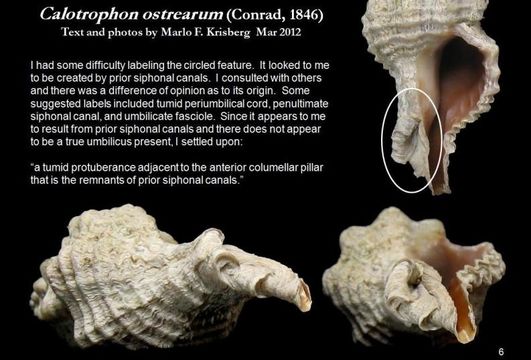 Calotrophon ostrearum (Conrad 1846)的圖片