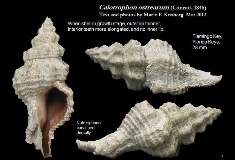 Image of Calotrophon ostrearum (Conrad 1846)