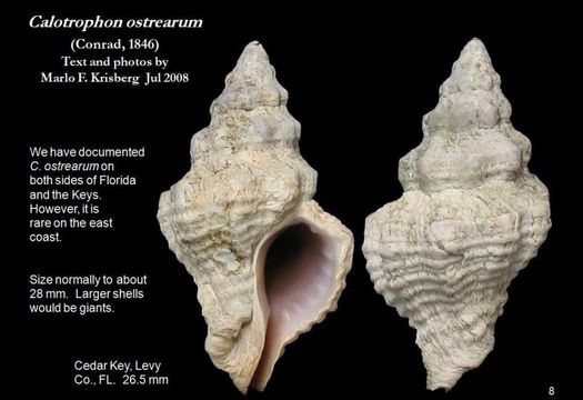 Image of Calotrophon ostrearum (Conrad 1846)