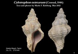 Image of <i>Calotrophon ostrearum</i> (Conrad 1846)