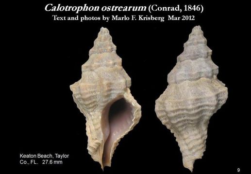 Image of Calotrophon ostrearum (Conrad 1846)