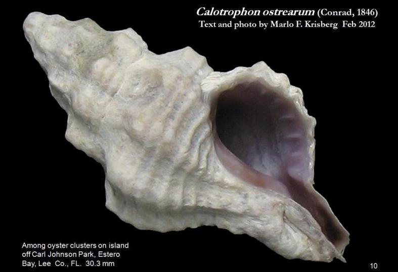 Image of Calotrophon ostrearum (Conrad 1846)