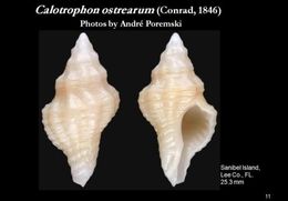 Image of Calotrophon ostrearum (Conrad 1846)