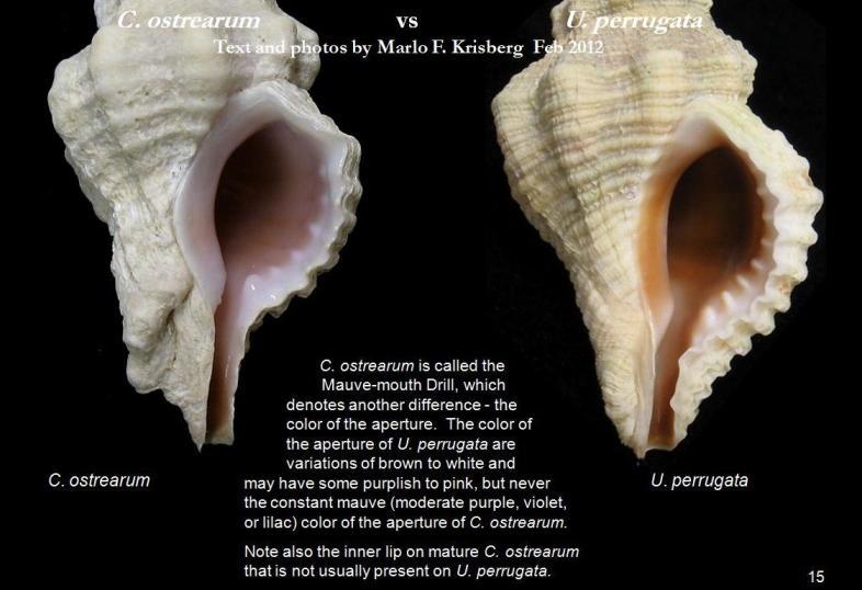 Image of Calotrophon ostrearum (Conrad 1846)