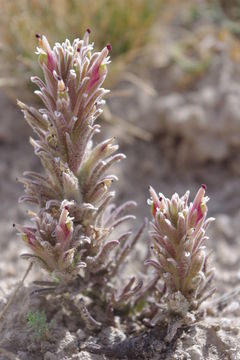 Image of Monte Neva Indian-Paintbrush