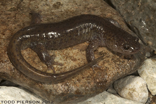 Image of Chinese Salamander