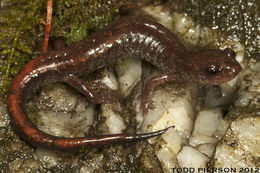 Image of Korean Crevice Salamander