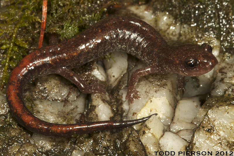 Image of Korean Crevice Salamander