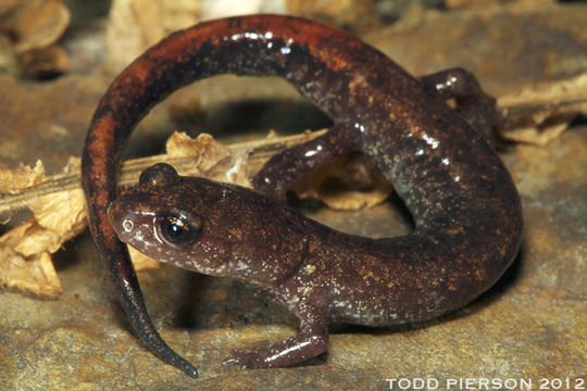 Image of Korean Crevice Salamander