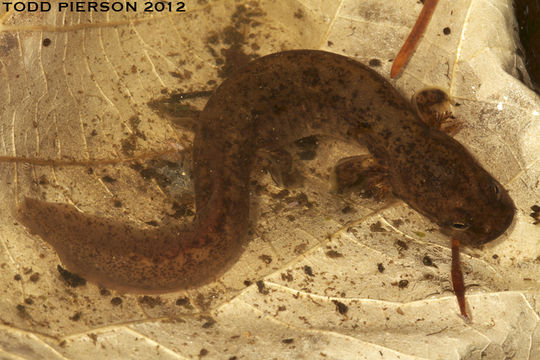 Imagem de Onychodactylus koreanus Min, Poyarkov & Vieites 2012