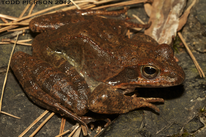 Image of Dybowski's frog