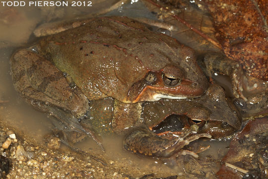 Image of Dybowski's frog