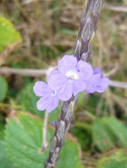 Image of light-blue snakeweed