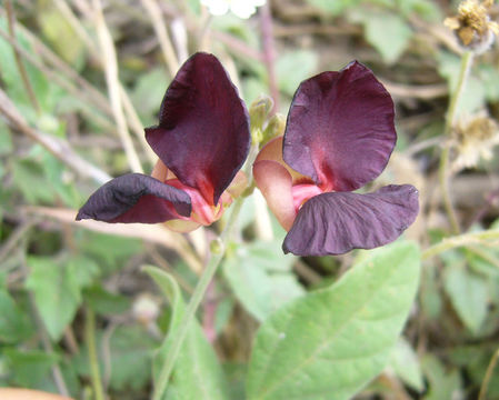 Image of purple bushbean