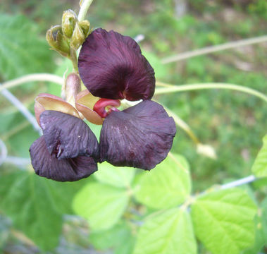 Image of purple bushbean