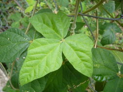 Image of purple bushbean