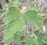 Image of purple bushbean