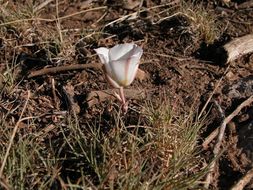 Image de Calochortus bruneaunis A. Nelson & J. F. Macbr.