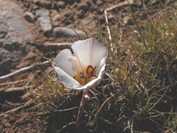 Image de Calochortus bruneaunis A. Nelson & J. F. Macbr.