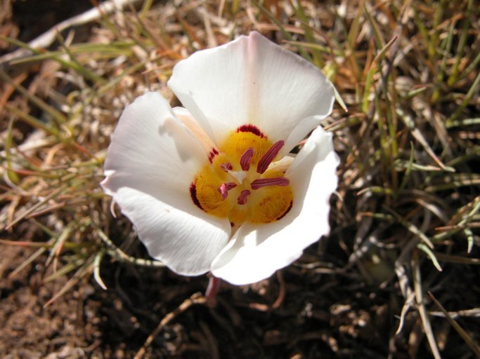 Image de Calochortus bruneaunis A. Nelson & J. F. Macbr.