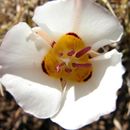 Image of Bruneau mariposa lily