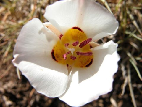 Image of Bruneau mariposa lily