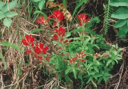 Image of coast Indian paintbrush