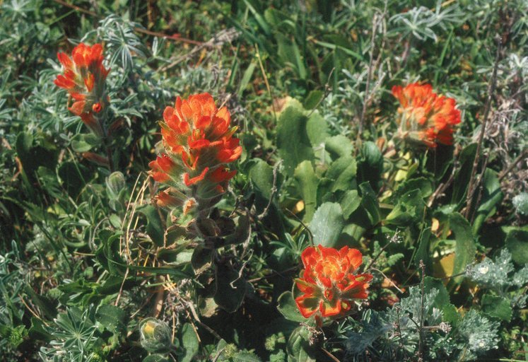 Plancia ëd Castilleja mendocinensis (Eastw.) Pennell