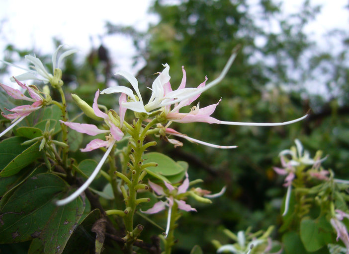 Plancia ëd Bauhinia divaricata L.