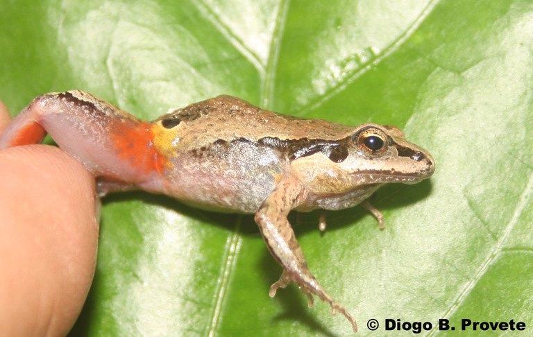 Image of Bocaina Dwarf Frog