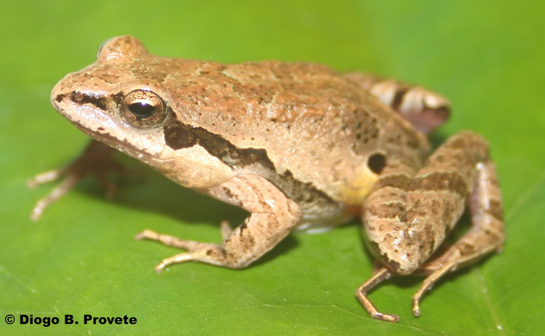 Image of Bocaina Dwarf Frog