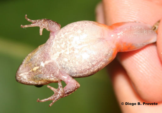 Imagem de Physalaemus barrioi Bokermann 1967