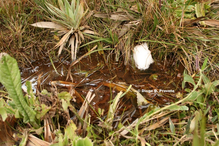 Image of Bocaina Dwarf Frog